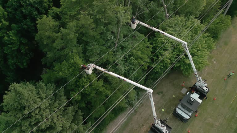 Muncy, PA Tree Removal and Landscaping Services Company